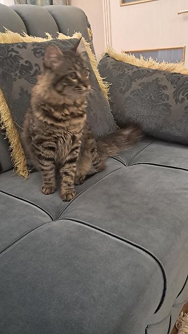 Pişiklər: Meyn-kun, Erkək — 3