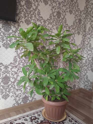 аквариум с крышкой: Крупные комнатные растения в горшках. 1) Молочай Миля (Euphorbia