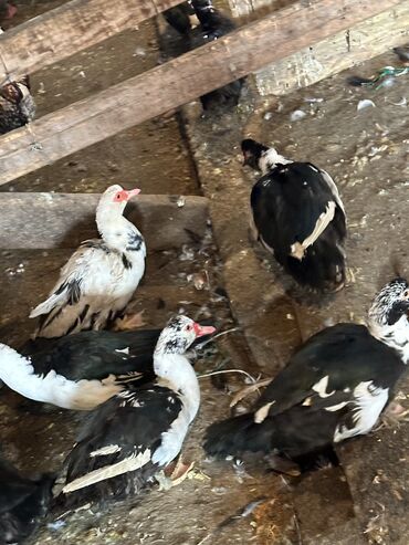 Другие животные: Индоутки — 5