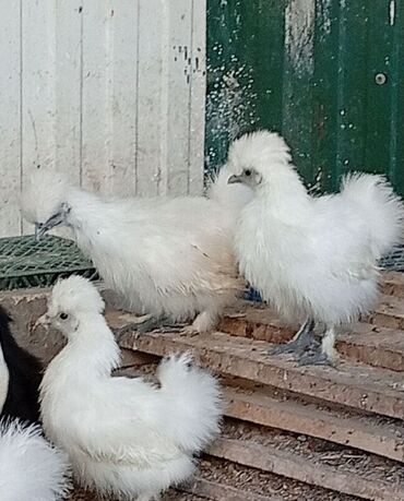 бройлеры оптом: Китайский шелк на продажу lalafo.kg да бройлеры оптом: Китайский шелк на продажу