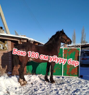 продаю козлят: Продаю | Конь (самец), Жеребец | Полукровка | Для разведения, Конный спорт | Племенные, Осеменитель