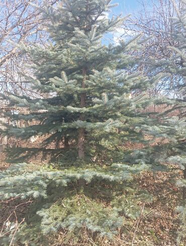 Декоративные деревья: Саженцы деревьев: Ели — 8