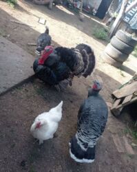 домик для кур: Сатам | Тооктор, Короздор