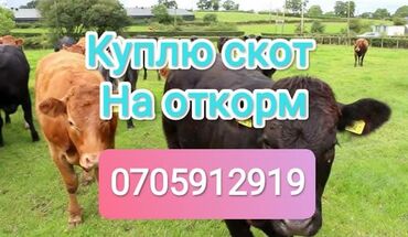 Куплю с/х животных: Куплю | Коровы, быки, Лошади, кони | На откорм, Круглосуточно, Самовывоз