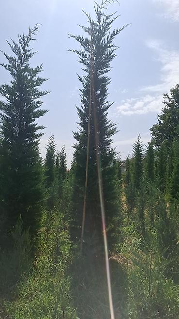 malc: Hündür ətli leyland sipresi (Leyland cypress) fidanları - Hündürlük — 2