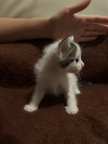 коты бишкек: Породасыз, 1 айлык, Эркек, Ак, Лотокко барууга үйрөтүлгөн