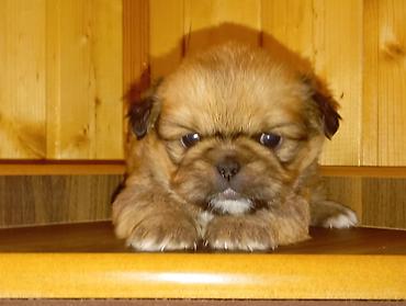 koxin karlik: Pekines, 1 ay, Erkək, Peyvəndli, Ünvandan götürmə — 5