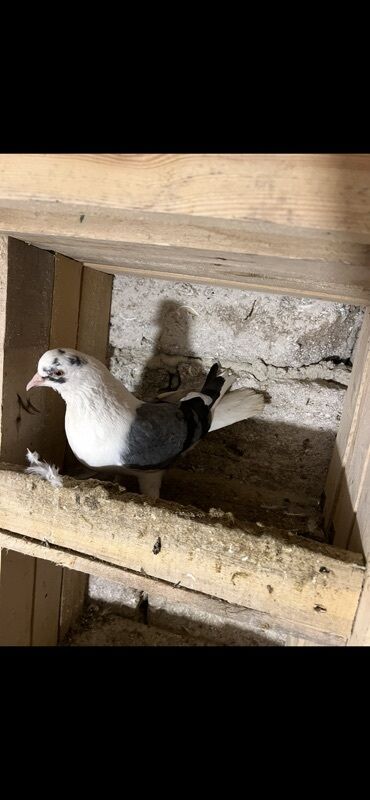 Göyərçinlər: Göy nişanlar ağlar 30dan coxdu balalarnan hamisi 10azn den abtavoy — 6