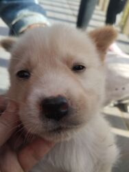 Psi: POKLANJAM štence mesanci haskija i ptičara,očišćeni od — 20