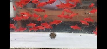 akvarium satışı: Orta ölçü Qılıncquyruqlar topdan satılır. Minimal alış sayı 10 — 1