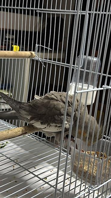 домашние попугаи корелла: Корелла серого окраса с характерными ярко-оранжевыми щечками и — 2