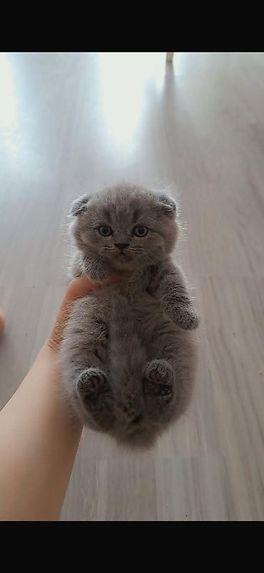 Кошки: Шотландская, Самка, В добрые руки, Платная доставка — 1