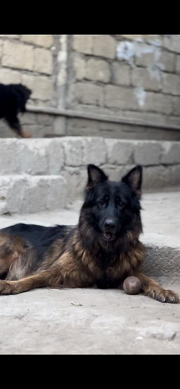 xasqi itler: Alman çoban iti, 8 il, Dişi, Sənədli — 3