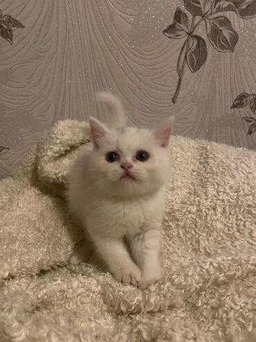 кавказская овчарка купить: Ağ rəngli balaca ekzot pişik balası dişidi Xüsusiyyətlər: - Tam ağ