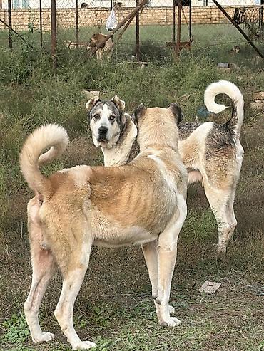 i̇t pudel: Qurdbasar, 3 il, Erkək, Peyvəndli, Rayonlara çatdırılma — 6