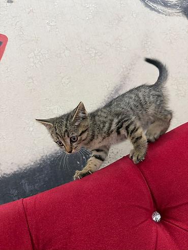 Мышыктар: Отдаём котят в добрые руки,возраст 2 месяца,приучены у лотку — 7