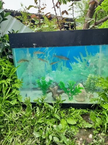 аквариум с рыбами: Аквариум балыктары менен сатылат баасы 2500сом .Кыргызстандын ичинде