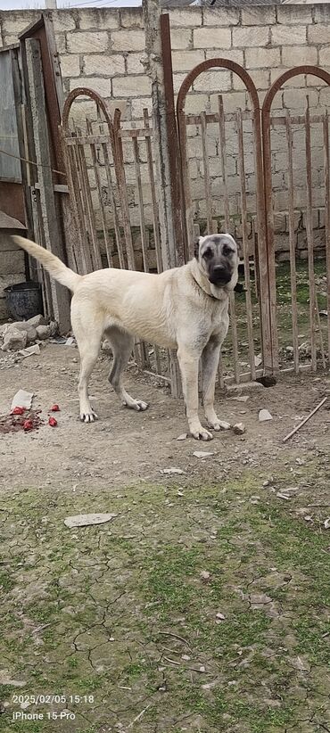 pitbul it: Kanqal, 7 ay, Dişi, Peyvəndli, Ödənişli çatdırılma