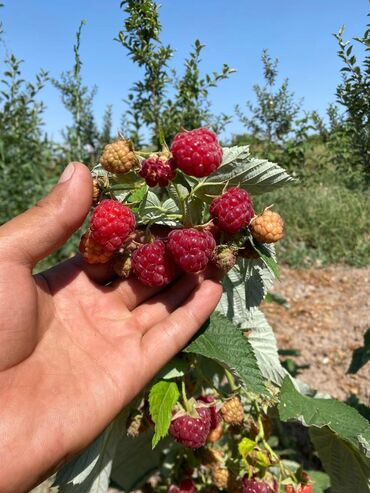 продаю дом село восток: 9 соток, Бизнес үчүн, Үлүштүк катыш келишими