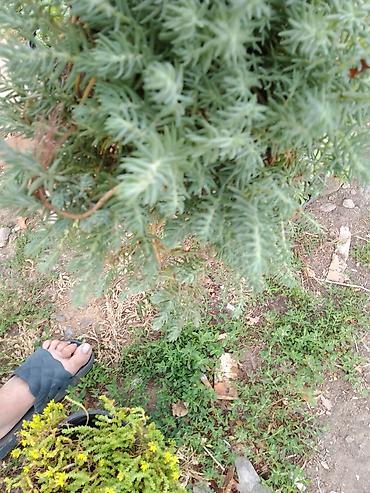 seme jagode: Sedum rupestre ‘Angelina’ – puzava sukulentna perena - Brzorastuća — 4