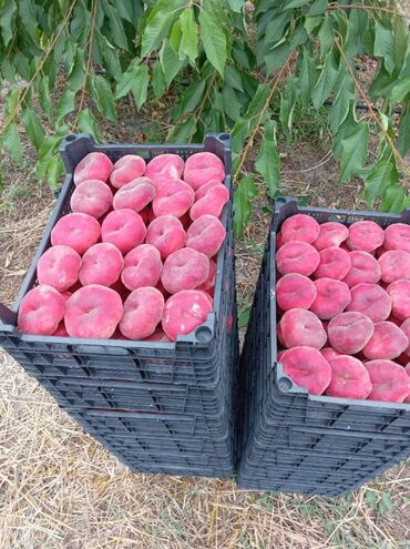 дом на колесах turbo az: 400 соток, Для сельского хозяйства, Собственник, Купчая