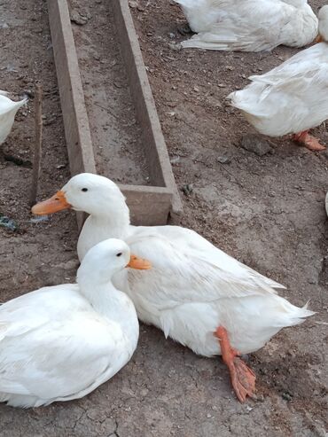 Digər quşlar: Satılır: PEKIN-KUBAN sortu ördəklər ✅ Sağlam, təmiz və tez inkişaf -da lalafo.az — 14 Digər quşlar: Satılır: PEKIN-KUBAN sortu ördəklər ✅ Sağlam, təmiz və tez inkişaf — 14