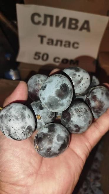 чёрный слива: КАРА ӨРҮК! СЛИВА! ТАЛАСТЫКЫ 20КГ ӨЙДӨ ДОСТАВКА БАР ДАНЕГИ ЖАБЫШПАЙТ — 2