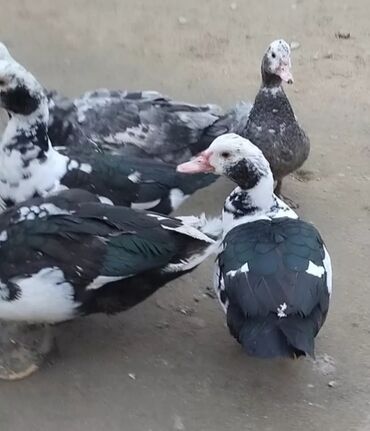 Ördəklər: Satılır yetişkin dişilər 18 manata yetişkin erkekler isə 30 manata tam — 10