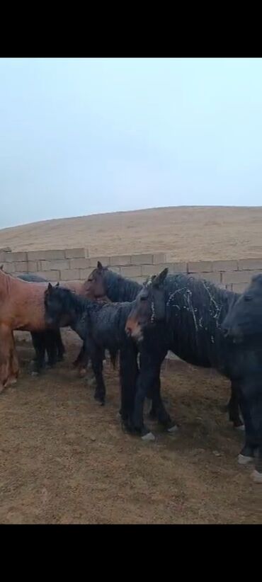 Лошади, кони: Продаю | Кобыла (самка) | Для разведения | Племенные — 1