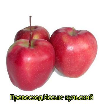 Другие фруктовые и ягодные растения: Саженцы плодовых культур (разные сорта) оптом и в розницу. Успейте — 16