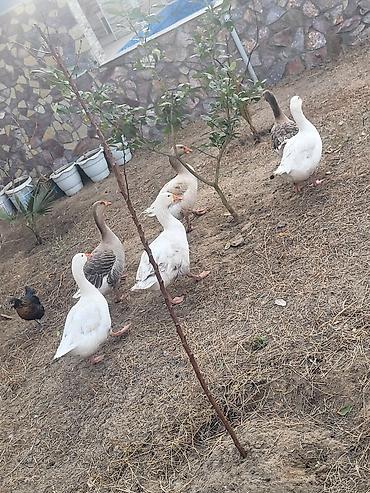 Qazlar: Qaz sürüsü satılır - Növ: Ağ və boz yerli qazlar (qarışıq rənglər) - — 9