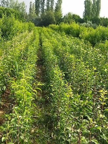 Другие фруктовые и ягодные растения: Саженцы плодовых деревьев (полевая плантация) - Ровные ряды молодого — 2