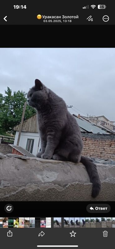 объявления о найденных животных: Отдалим в чень добрые руки ( в связи с переездом) Зовут Шанелька «