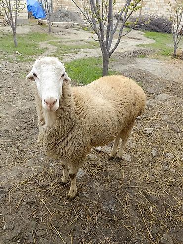 Qoyunlar, qoçlar: Erkek quzu satılır — 3