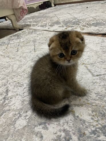 Коты: Продается веслоухий шатландский котенок, отдам в комплект домик, латок