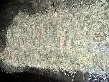 заказ салатов на дом: Рассада кормовых растений: Клевер, Самовывоз