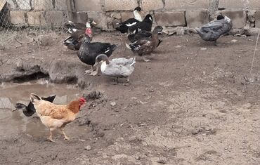 Ördəklər: Erkək, Yumurtalıq
