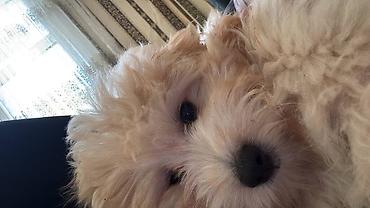 Marketinq, Reklam və PR: 🐶 3 AYLIQ MALTİPOO SATILIR 🤍 Ölkə xaricinə köçdüyümüz üçün sevimli — 4