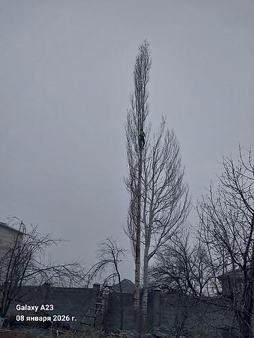 Спил деревьев, заготовка дров: Профессиональные работы по деревьям. Альпинист-арборист - Спиливание — 4