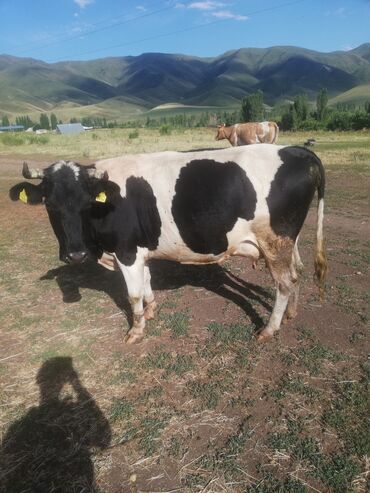 Животные: Продаю | Корова (самка) | Голштин | Для молока