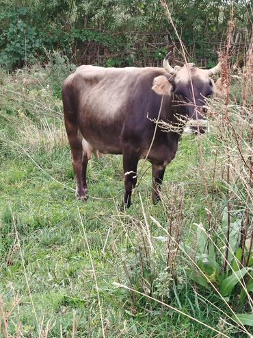 продажа домашних животных: Продаю | Корова (самка) | Швицкая