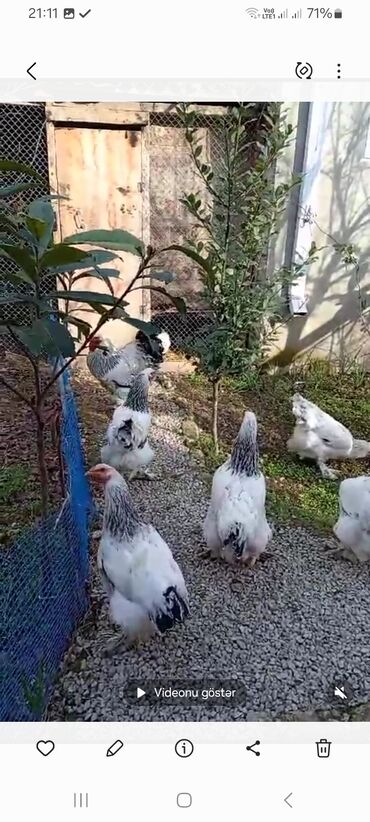 Toyuqlar: Toyuq, Brama, Damazlıq, Ünvandan götürmə