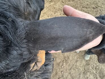 Бараны, овцы: Продаю | Баран (самец), Ягненок | Гиссарская, Арашан | Для разведения, Для шерсти, На забой | Племенные — 17