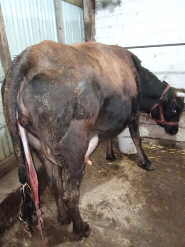 дом кошек: Продаю | Корова (самка) | Алатауская | Для молока, Для разведения | Стельные, Привязанные, После отела