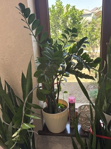 Гладильные доски: Zamioculcas zamiifolia, həm də Zamioculcas olaraq tanınan bu bitki