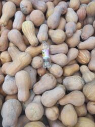 цена бумаги снегурочка: Продаю тыкву гитара по 20 . находится в селе Ново-Покровка