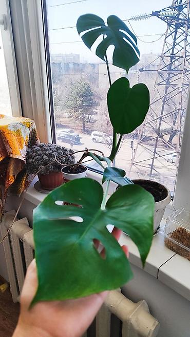 Другие комнатные растения: Распродажа!!!Комнатные растения за всё 2000 сом — 2