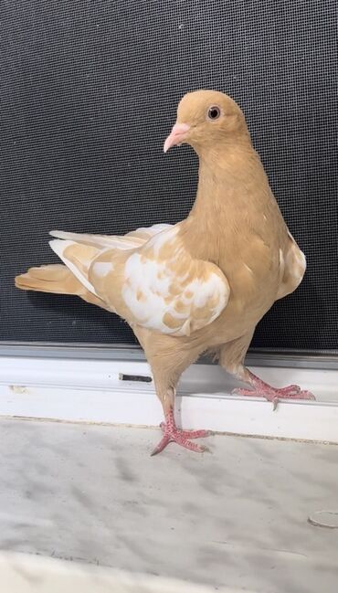Akvarium aksessuar və ləvazimatları: Göyerçin satılır
