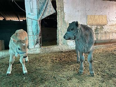 Коровы, быки: Продаю | Музоо, торпок | На откорм | Племенные — 6