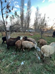 дом для котов: Продаю | Ягненок | Для разведения | Ярка, Матка